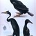 Kerguelen Shag